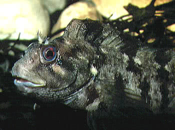 Tompot Blenny (Parablennius gattorugine) 
